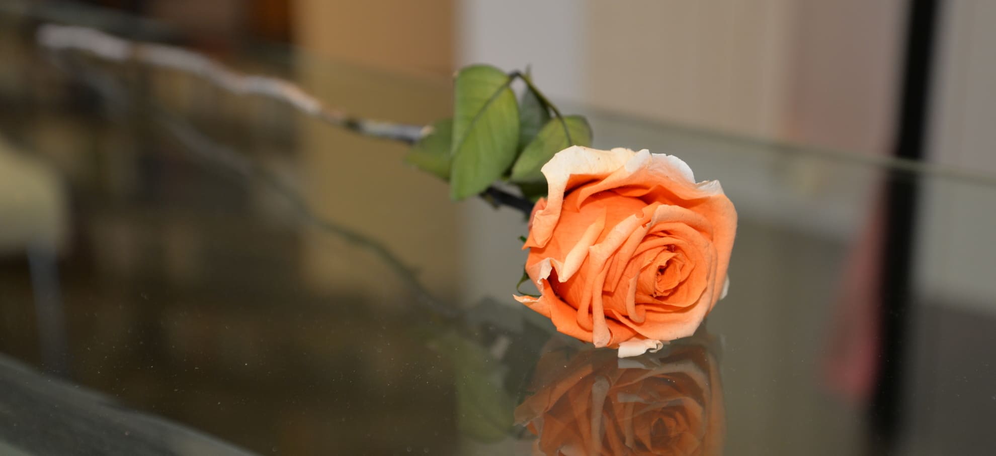 Rose Eternelle Engagements Anaphore